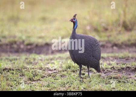 Guineafowl con casco (Numida meleagris), Masai Mara, Kenya, Africa Foto Stock