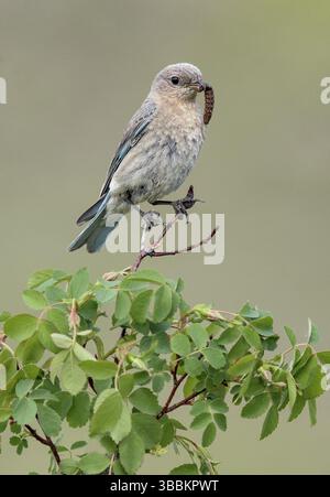 Mountain Bluebird (Sialia currucoides) femmina arroccata su un ramo con caterpillar in becco, Columbia Britannica, Canada, Nord America Foto Stock