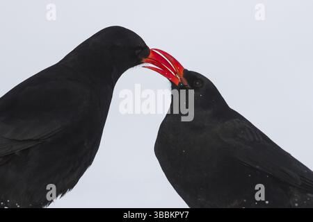 Pasta a becco rosso - Alpenkraehe - Pyrrhocorax parrhocorax ssp. barbarus, Marocco, adulti, Africa Foto Stock