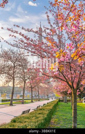 Fiori di ciliegio rosa in fiore ad aprile, Trocadero Garden 16° arrondisement Parigi, Francia, Europa Foto Stock