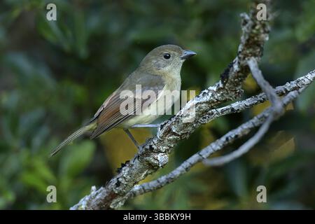 Australian Golden Whistler (Pachycephala pectoralis xanthoprocta) arroccato su un ramo, Norfolk Island, Australia, Oceania Foto Stock
