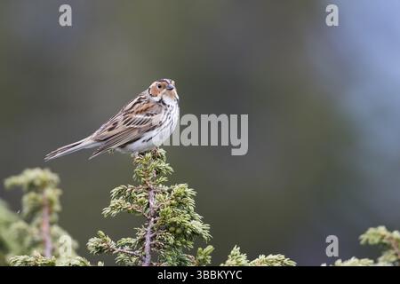 Little Buntint - Zwergammer - Emberiza pusilla, Russia, Europa Foto Stock