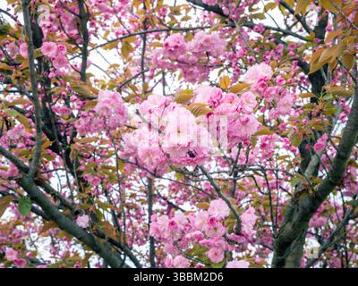 Fiori di ciliegio rosa in fiore ad aprile, Trocadero Garden 16° arrondisement Parigi, Francia, Europa Foto Stock