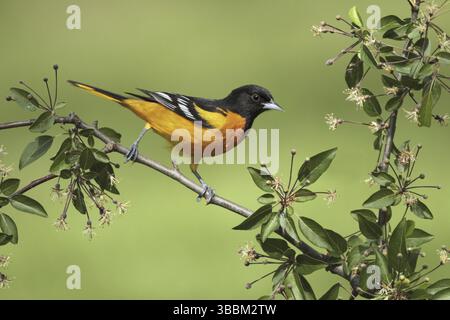 Baltimore Oriole (Icterus galbula) maschio, Ohio, USA, Nord America Foto Stock