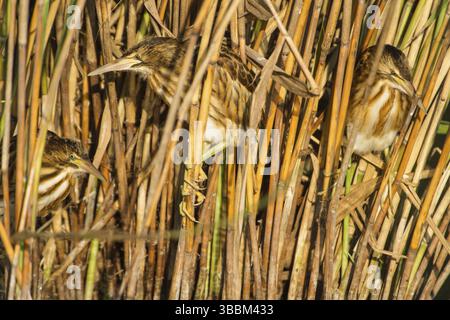 Little Bittern (Ixobrychus minutus) giovanile Foraging, Turingia, Germania, Europa Foto Stock
