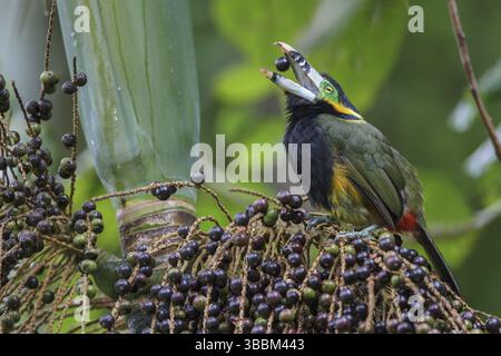 Toucanet (Selenidera maculirostris) a base di palme nella foresta pluviale atlantica del sud-est del Brasile Foto Stock