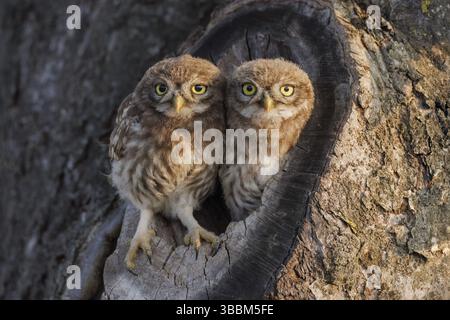 Steinkauz, Athene noctua Little Owl, Athene noctua Foto Stock
