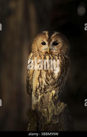 Tawny Owl (Strix aluco) prigioniero, arroccato su un ceppo, Germania, Europa Foto Stock