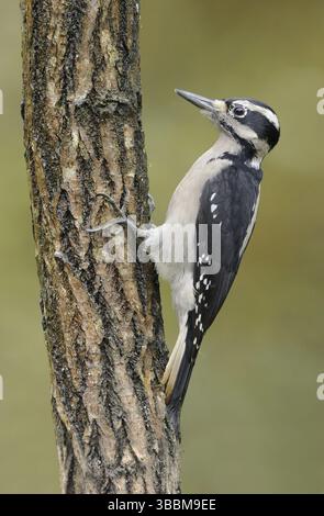 Peloso picchio (Leuconotopicus villosus) femminile, Columbia Britannica, Canada, Nord America Foto Stock