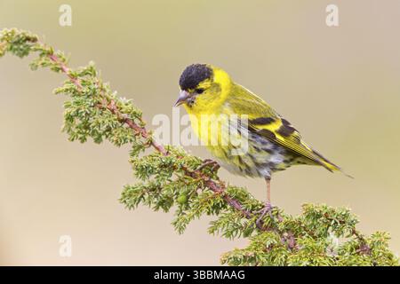 Erlenzeisig, Siskin eurasiatico, Siskin, Siskin di abete rosso, Carduelis spinus, Tarin des aulnes, Lugano Foto Stock