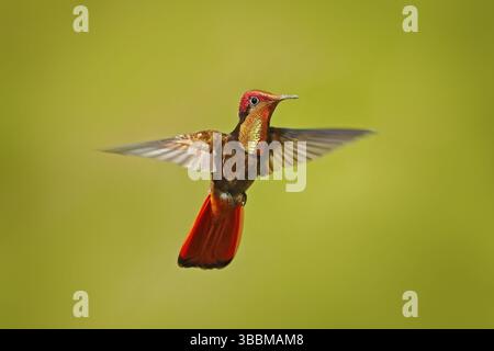 Lotta Red hummingbird. Rosso e giallo Ruby-Topaz Hummingbird, Crysolampis mosquitus, volante con ali aperte, aspetto frontale con testa arancione lucida, sp Foto Stock