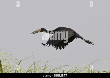 African Openbill (Anastomus lamelligerus) Flying, Semuliki National Park, Uganda, Africa Foto Stock