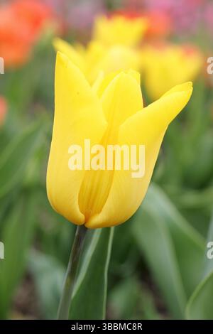 Tulipa Yokohama singolo tulipano tardivo che mostra caratteristiche fioriture gialle in primavera. REGNO UNITO Foto Stock