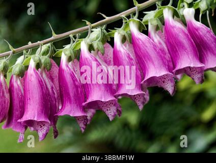 Flowers of the common Foxglove, (Digitalis purpurea), a familiar plant growing throughout the UK. Foto Stock