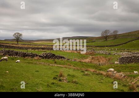 Pecore che pascolano nei campi di Wensleydale, Yorkshire Dales, Regno Unito Foto Stock