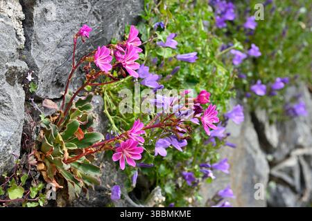 Fiori primaverili dai colori vivaci di Campanula portenschlagiana blu e Lewisia cotyledon rosa, Siskiyou lewisia, che crescono sulle pareti del giardino britannico maggio Foto Stock