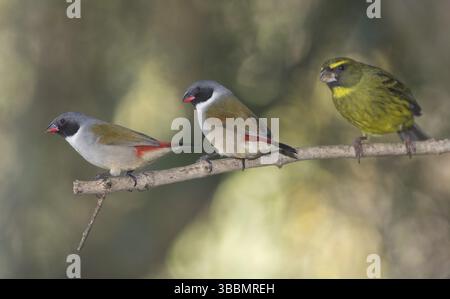 Swee Waxbill & Forest Canary (Scotops Coccopygia melanotis & Crithagra), Capo Occidentale, Sudafrica, Africa Foto Stock