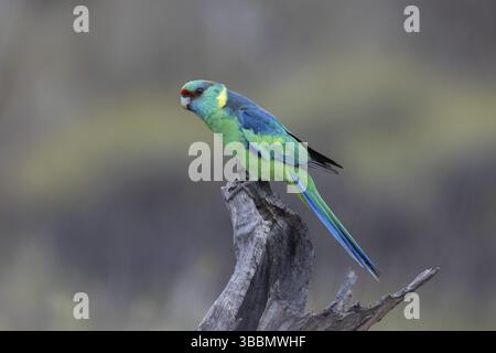 Mallee Ringneck (Barnardius zonarius barnardi) maschio arroccato su un vecchio ceppo d'albero, Victoria, Australia, Oceania Foto Stock