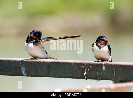 Barn swallow, Rauchschwalbe, Hirondelle rustique, Hirundo rustica, füsti fecske, Hortobágy, Ungheria, Magyarország, Europa Foto Stock