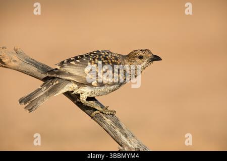 Avvistato Bowerbird (Chlamydera maculata) arroccato su un ramo, Queensland, Australia, Oceania Foto Stock