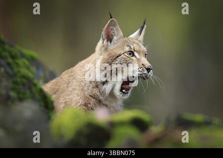 Lynx con la bocca aperta, che cammina nella foresta. Gatto selvatico eurasiatico seduto su pietra muschiata verde, verde sullo sfondo. Gatto selvatico nel loro habitat naturale Foto Stock