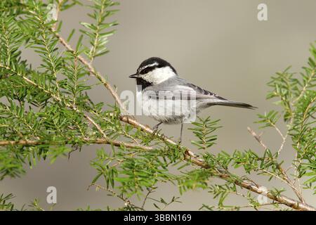 Mountain Luisa Parus gambeli Lago di cabina, Oregon, Stati Uniti 5 Maggio Paridae adulti Foto Stock