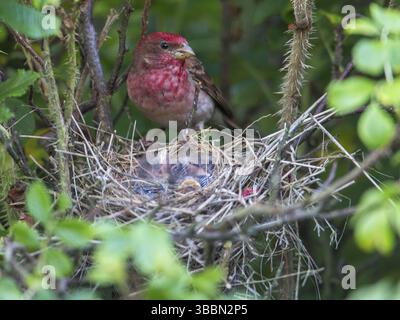 Comune Rosefinch (Carpodacus erythrinus) maschio a nido con pulcini, Meclemburgo-Pomerania occidentale, Germania, Europa Foto Stock