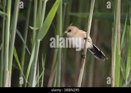 Barba - Bartmeise - Panurus biarmicus ssp. Biarmicus, Germania, giovanile, Europa Foto Stock