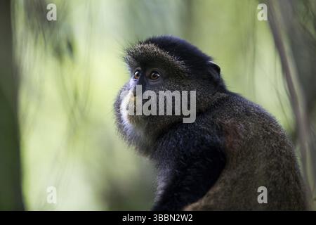 Ritratto della scimmia d'oro (Cercopithecus mitis kandti), Parco Nazionale di Mgahinga, Uganda, Africa Foto Stock