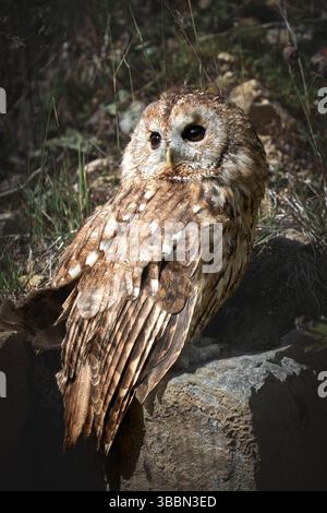 Tawny gufo arroccato sulla roccia Foto Stock
