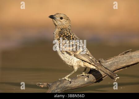 Avvistato Bowerbird (Chlamydera maculata) arroccato su un ramo, Queensland, Australia, Oceania Foto Stock