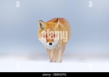 Volpe rossa nella neve bianca. Inverno freddo con volpe di pelliccia d'arancia. Animale da caccia nel prato innevato, Giappone. Bella arancione cappotto animale natura. Fauna selvatica europea Foto Stock