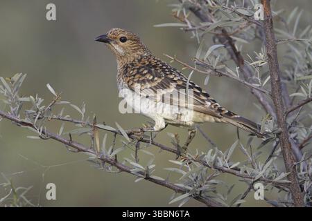Avvistato Bowerbird (Chlamydera maculata), Queensland, Australia, Oceania Foto Stock