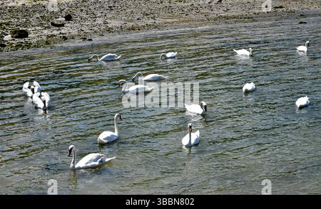 Lago dei cigni. Cigni che si nutrono a Honfleur, Normandia, Francia. Foto Stock