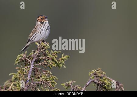 Little Buntint - Zwergammer - Emberiza pusilla, Russia, Europa Foto Stock