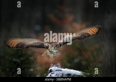 Gufo dell'aquila che atterra su un ceppo di alberi innevati nella foresta. Gufo volante con ali aperte in habitat con alberi. Scena invernale d'azione dalla natura Foto Stock