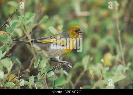 Nihoa Finch, Telespiza ultima, Hawaii, Nihoa, Hawaiian Honeycreeper, specie in pericolo Foto Stock