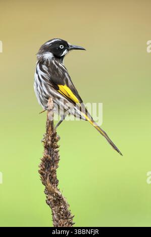 New Holland Honeyeater (Phylidonyris novaehollandiae), Victoria, Australia, Oceania Foto Stock
