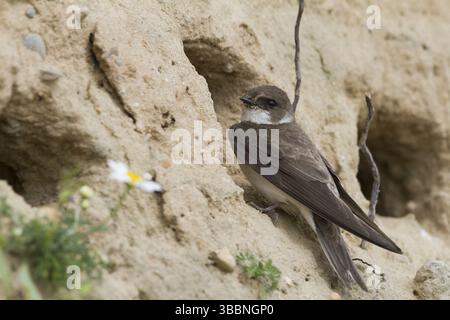 Common Sand Martin - Uferschwalbe - Riparia riparia ssp. riparia, Germania, adulti, Europa Foto Stock