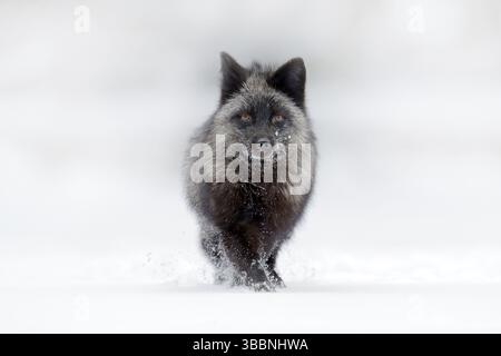 Volpe in argento nero, forma rara. Caccia alla volpe rossa scura nella foresta di prati di neve. Scena di fauna selvatica dalla natura selvaggia. Immagine divertente dalla Russia. FOX con nero e. Foto Stock