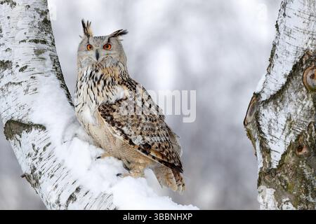 Scena invernale con gufo. Big Eastern Siberian Eagle Owl, bubo bubo sibiricus, seduto su un poggio con neve nella foresta. Albero di betulla con bell'anim Foto Stock