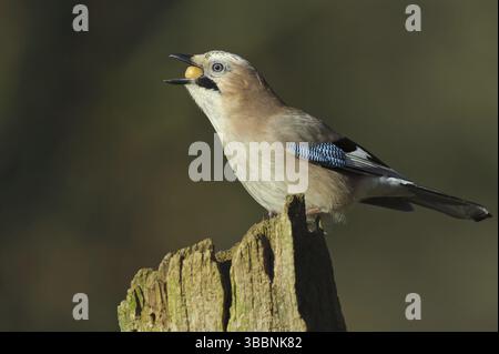 Jay eurasiatico (Garrulus glandarius), bassa Sassonia, Germania, Europa Foto Stock