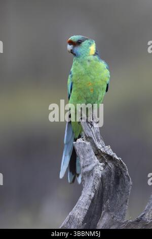 Mallee Ringneck (Barnardius zonarius barnardi) maschio arroccato su un vecchio ceppo d'albero, Victoria, Australia, Oceania Foto Stock