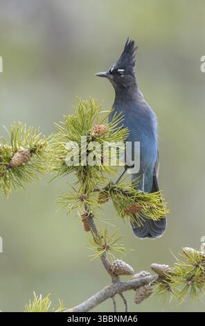 Jay di Steller (Cyanocitta stelleri) arroccato su una filiale di conifere, Colorado, USA, Nord America Foto Stock