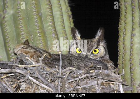 Gufo cornuto bubo virginianus Tucson, ARIZONA, Stati Uniti 18 marzo adulto sul nido nel cactus di Saguaro. Strigidae Foto Stock