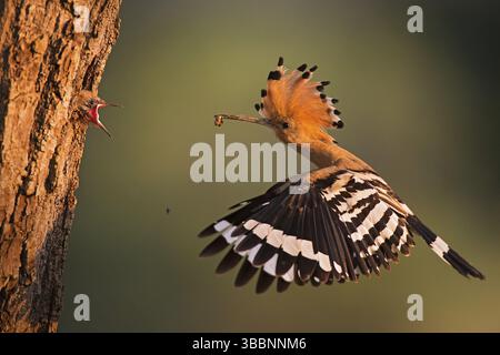 Hoopoe epop epops (Upupa epops), alimentazione giovanile in cavità riproduttiva, Lombardia, Italia, Europa Foto Stock