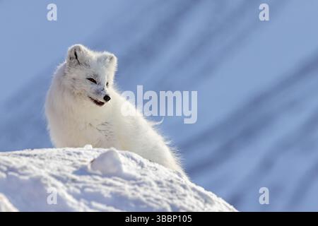 Volpe artica / volpe bianca / volpe polare (Vulpes lagopus) adulti nella caccia al cappotto invernale su tundra innevata in primavera, Svalbard / Spitsbergen Foto Stock