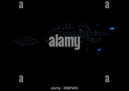 Il liquido bioluminescente di Firefly (Watasenia scintillans) ( ほたるいか , hotaru-ika ) emette intensi lampi di luce da tre piccoli organi luminosi (fotoforo Foto Stock