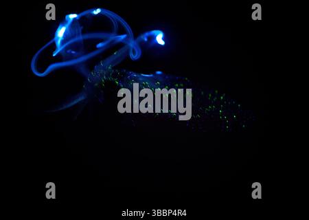 Il liquido bioluminescente di Firefly (Watasenia scintillans) ( ほたるいか , hotaru-ika ) emette intensi lampi di luce da tre piccoli organi luminosi (fotoforo Foto Stock