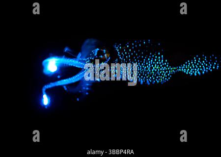 Il liquido bioluminescente di Firefly (Watasenia scintillans) ( ほたるいか , hotaru-ika ) emette intensi lampi di luce da tre piccoli organi luminosi (fotoforo Foto Stock